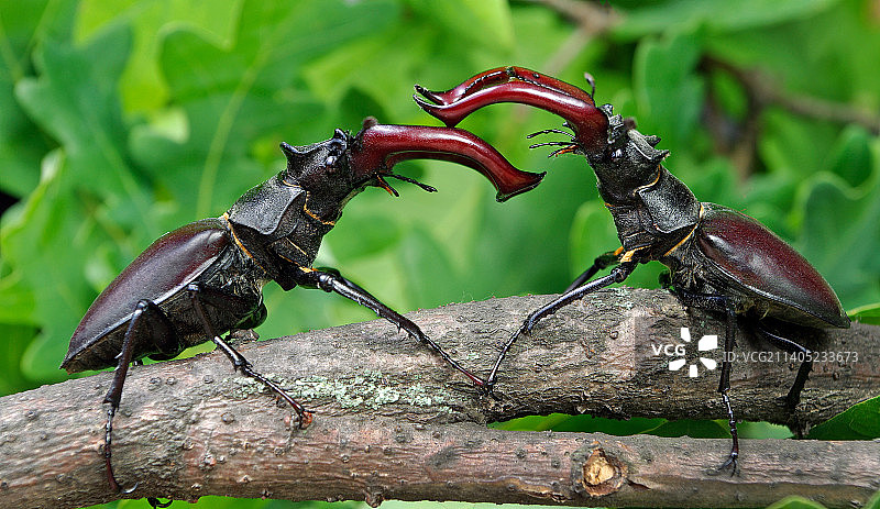 昆虫在木头上的特写图片素材