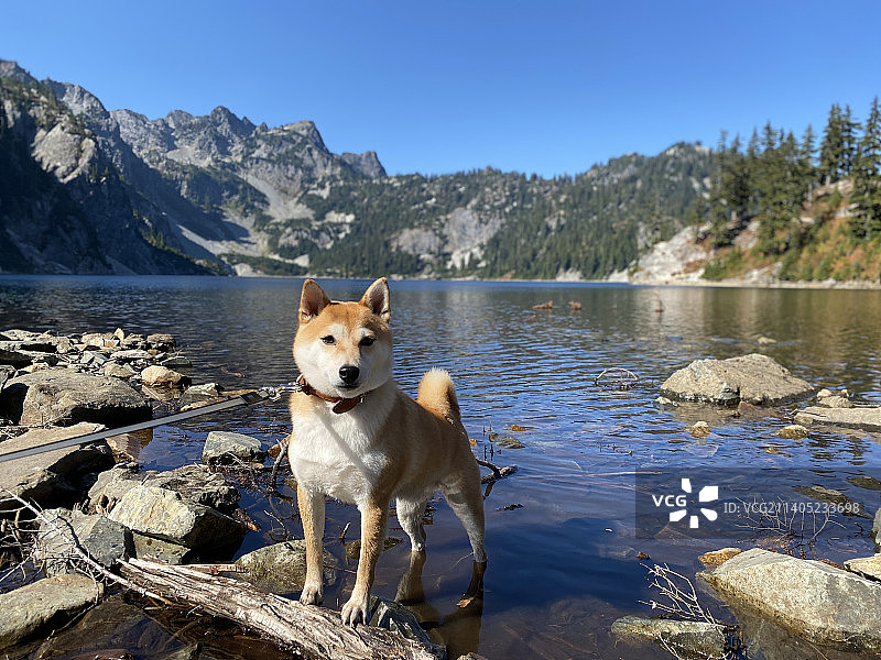 美国华盛顿州金县，站在湖边岩石上的柴犬肖像图片素材