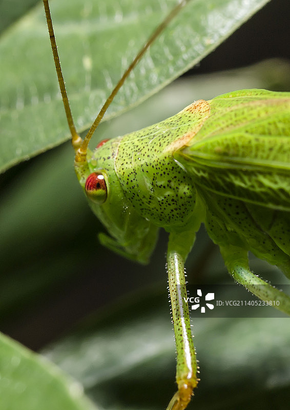 树叶上的昆虫特写，捷克图片素材
