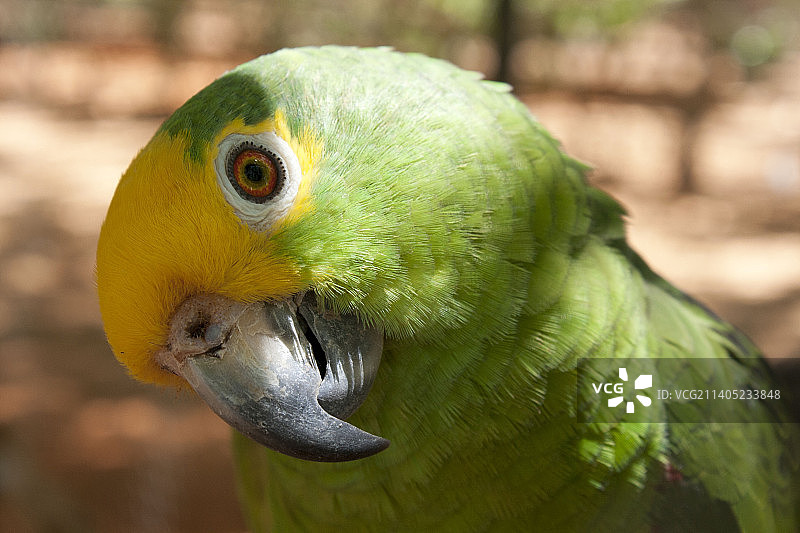 澳大利亚户外栖息的鹦鹉特写图片素材