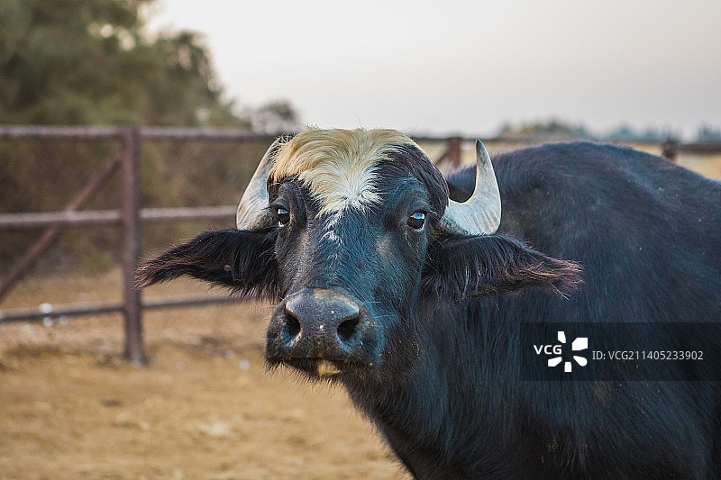 牛站在田野上的画像图片素材