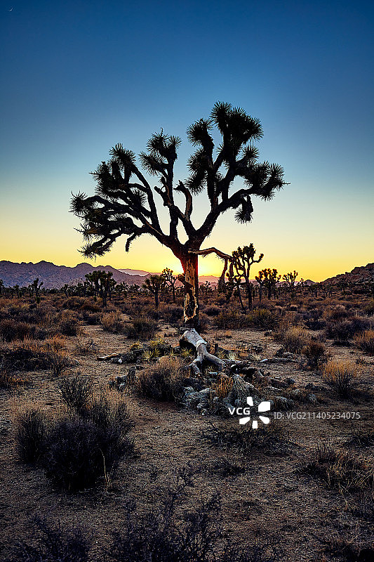 美国加利福尼亚州，日落时田野上树木的轮廓图片素材