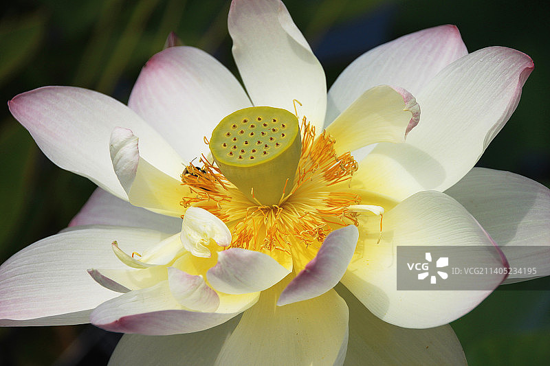 白色莲花特写图片素材