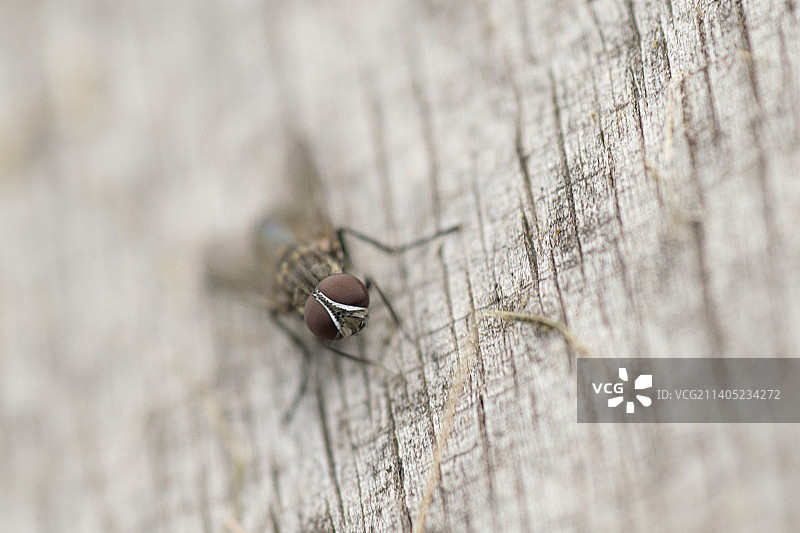 栖息在木桌上的普通苍蝇（布宜诺斯艾利斯省，阿根廷）图片素材
