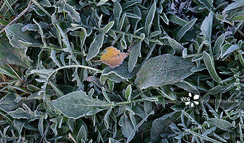 田野冰冻植物特写镜头图片素材