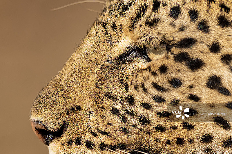 南非比林斯堡国家公园的猎豹特写图片素材