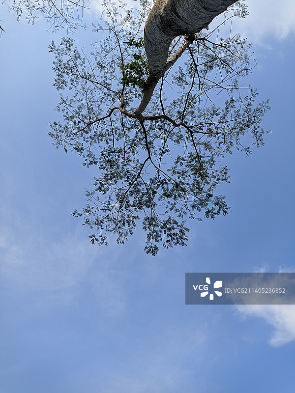 树对着天空的低角度视图图片素材