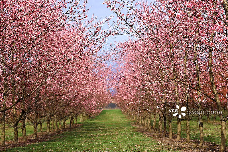 新西兰克伦威尔公园的樱花树景观图片素材