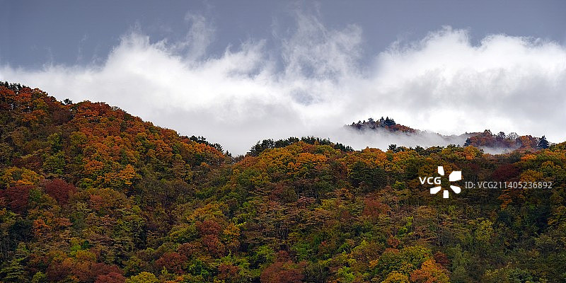 秋季日本森林天空美景图片素材