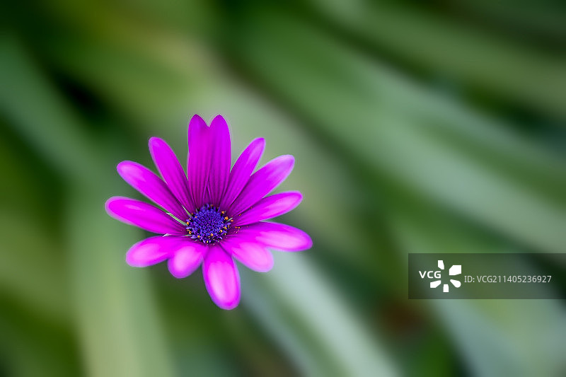 紫色花朵特写，墨尔本，维多利亚州，澳大利亚图片素材