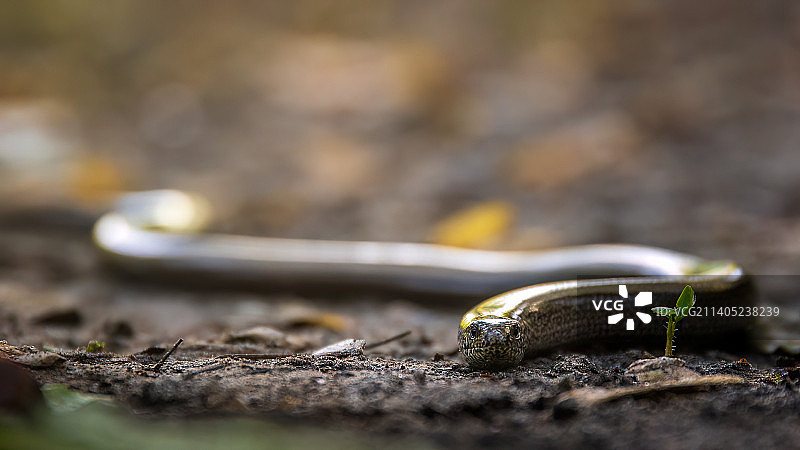 田野上的蛇特写图片素材