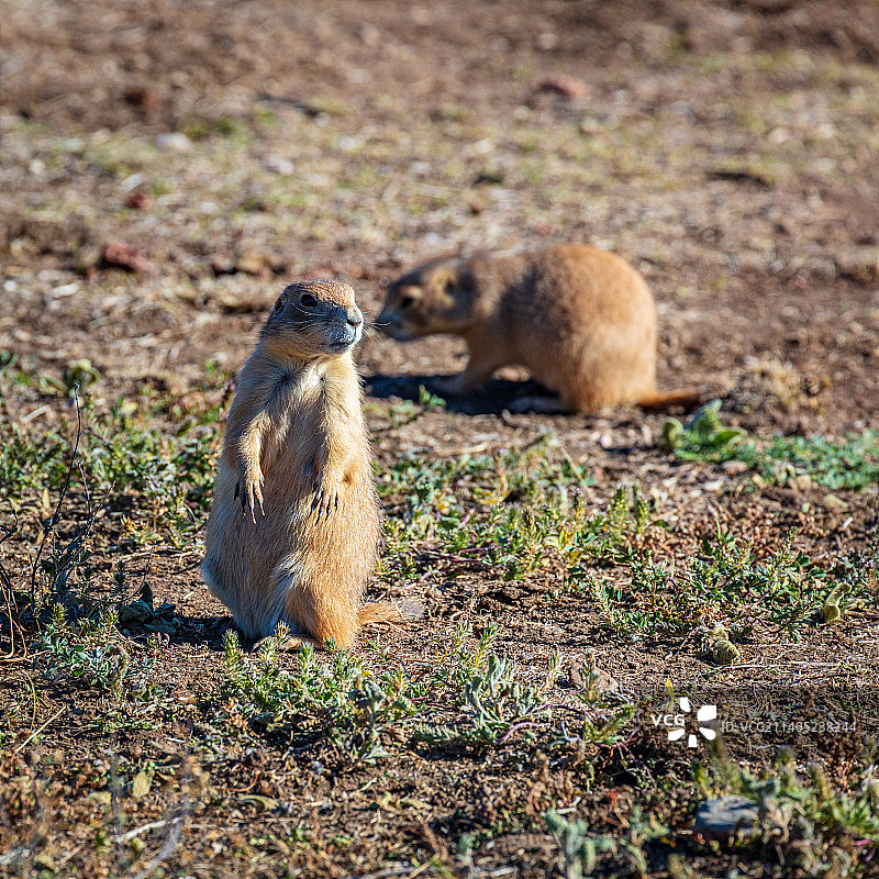 田野里的松鼠特写，美国南达科他州风洞国家公园图片素材