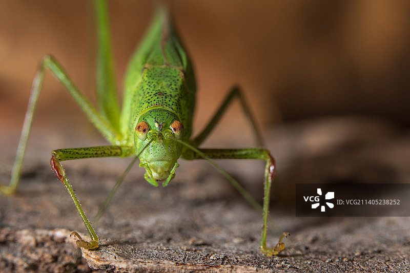树叶上的昆虫特写图片素材