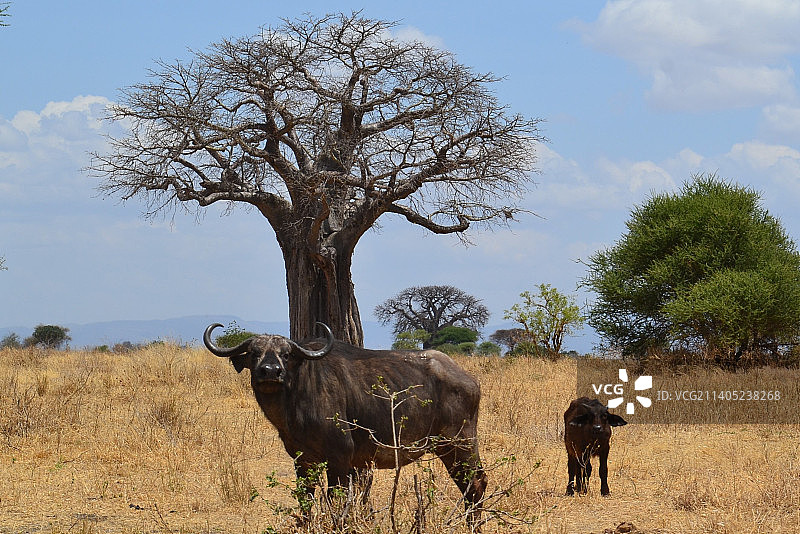 坦桑尼亚塔兰吉雷国家公园草原上的水牛和小水牛图片素材