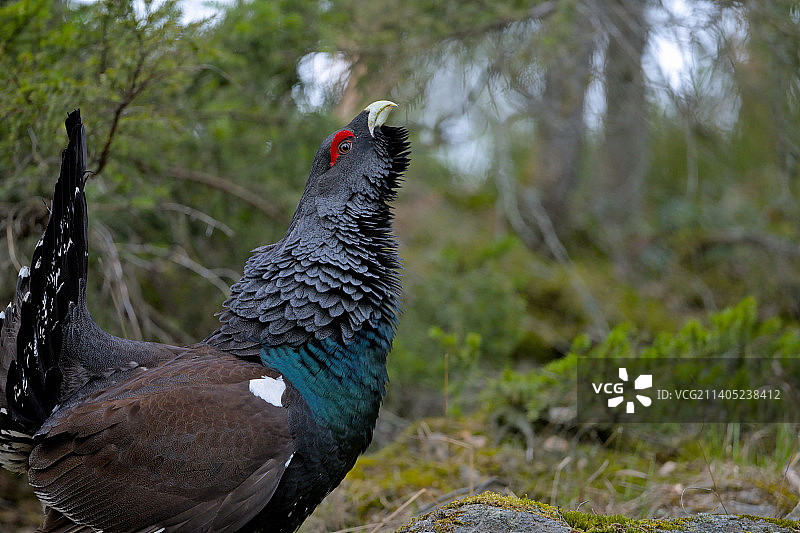 西方松鸡栖息在岩石上特写图片素材