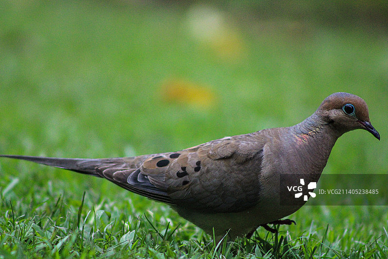 鸽子栖息在草地上的特写图片素材