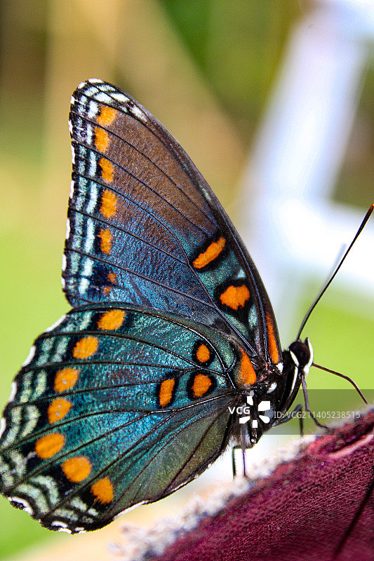 树叶上的蝴蝶特写图片素材
