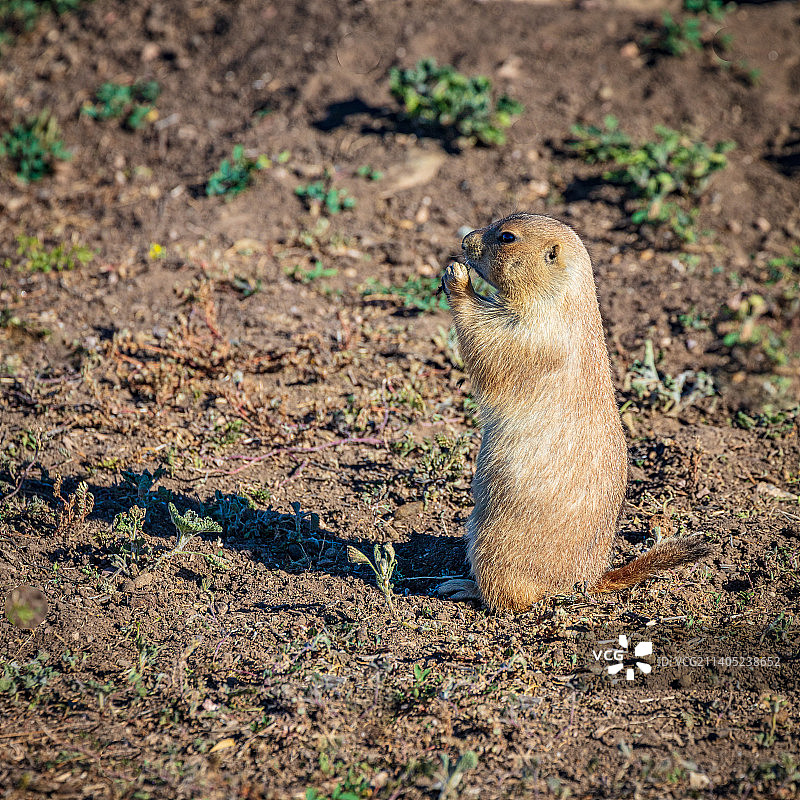 土拨鼠在田野上的特写，风洞国家公园，南达科他州，美国图片素材