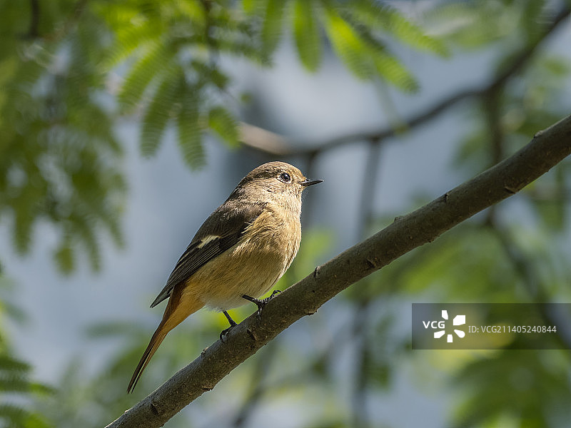 隐匿于合欢树里的雌北红尾鸲图片素材