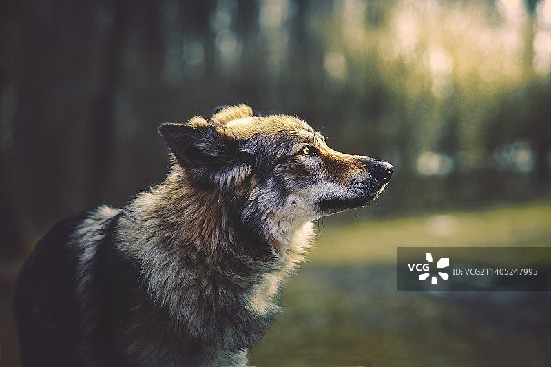 狗在森林中看向远方特写，米洛蒂斯，捷克共和国图片素材