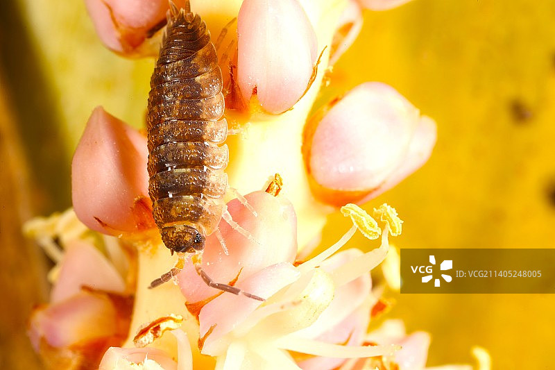 美国加利福尼亚州旧金山，黄色花朵上的昆虫特写图片素材