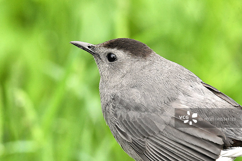 美国蒙特罗斯角鸟类保护区植物上的鸣鸟特写图片素材