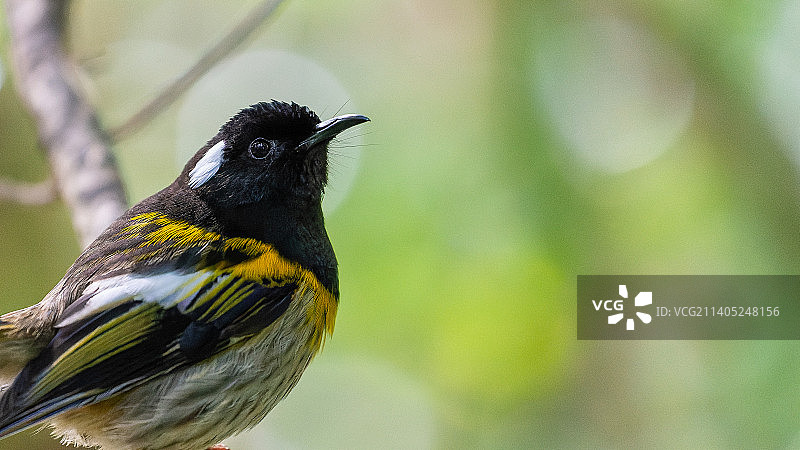鸣禽户外栖息特写，新西兰蒂里蒂里马唐伊岛图片素材