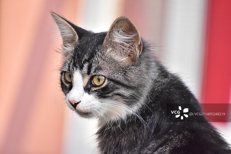 猫咪特写肖像，土耳其图片素材