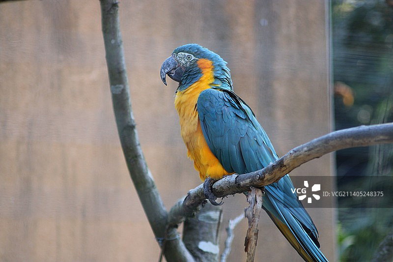 栖息在栖木上美丽的蓝色和黄色鹦鹉图片素材
