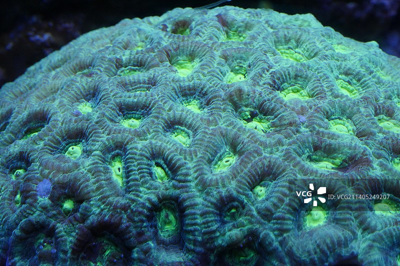 日本山口县下关市的珊瑚礁特写图片素材