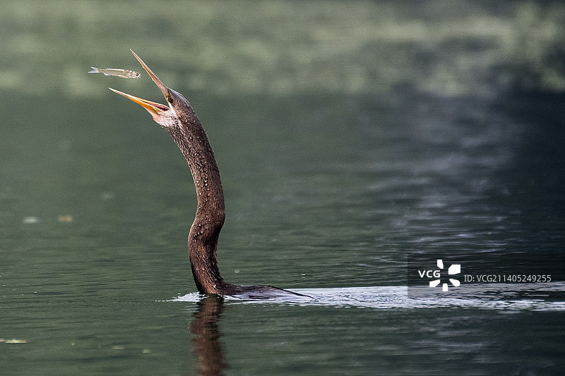 湖中蜥蜴的特写图片素材