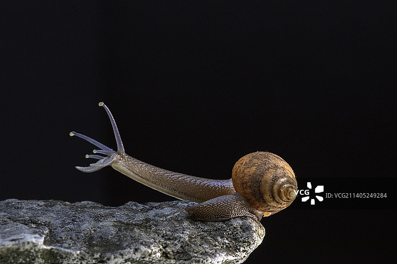 蜗牛在岩石上的特写，德尔米西奥内罗，墨西哥图片素材