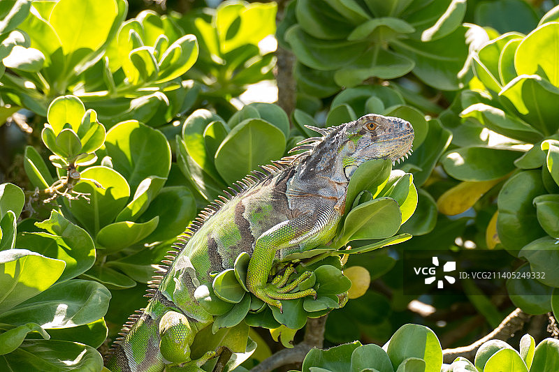 美国佛罗里达州西礁岛植物上的鬣蜥特写图片素材