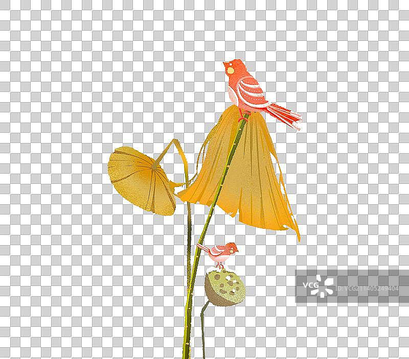 枯荷叶莲蓬与小鸟图片素材