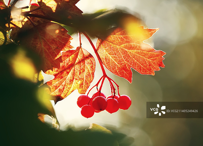 拉脱维亚树上生长的红色浆果特写图片素材