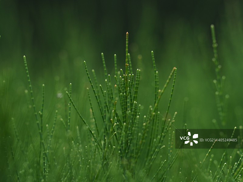 木麻黄图片素材