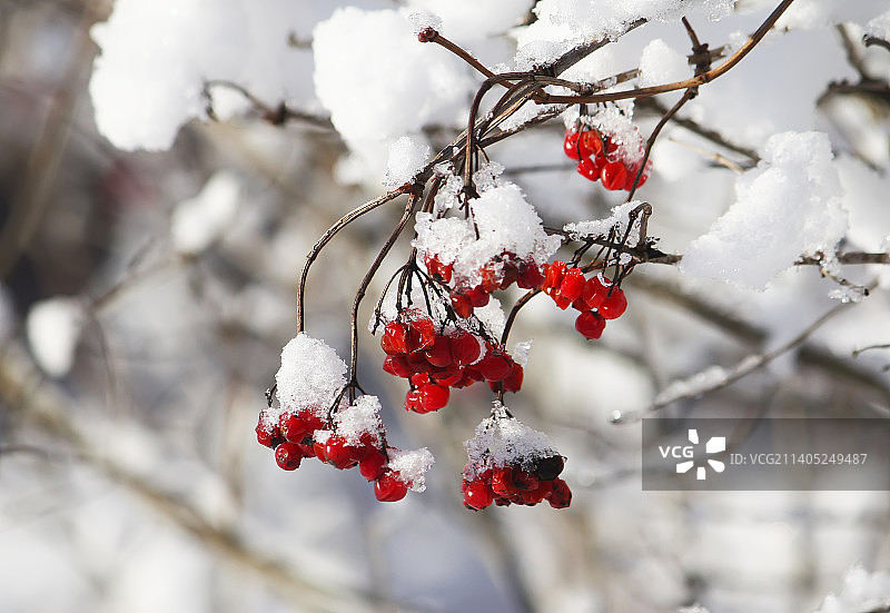 冬季树上的红色浆果特写，拉脱维亚图片素材