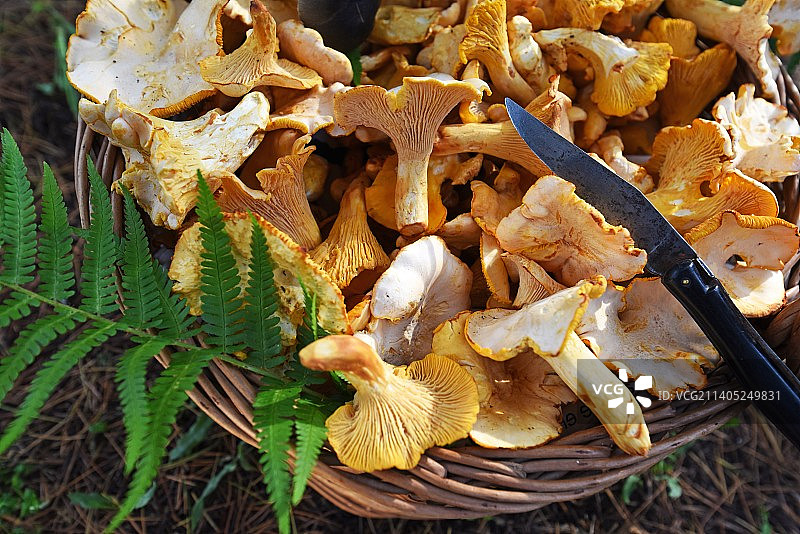 篮子里的蘑菇特写图片素材