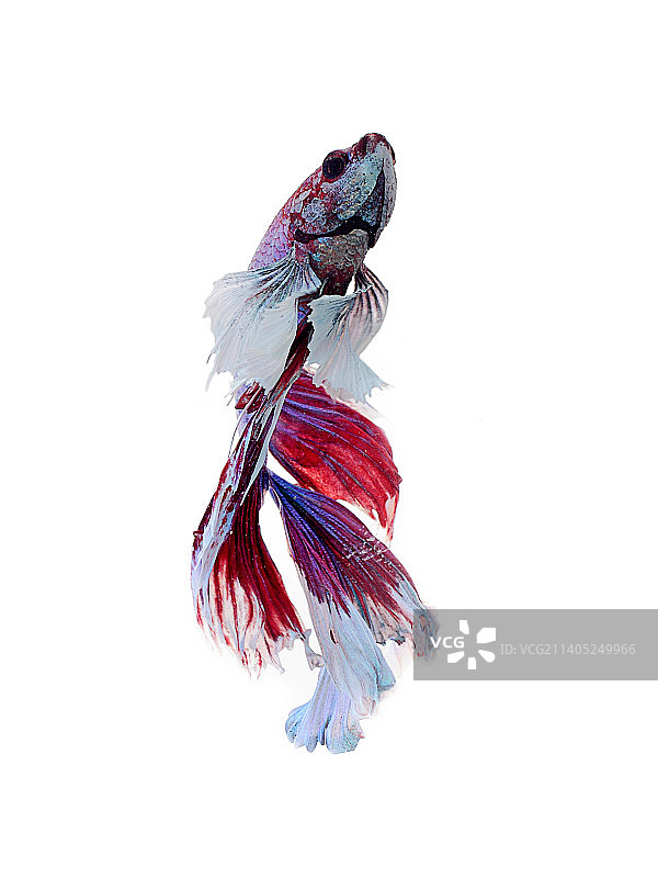 白色背景下的斗鱼特写图片素材