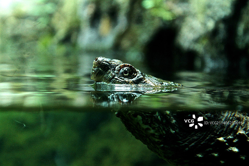 水中的普通 snapping 海龟，加拿大多伦多图片素材