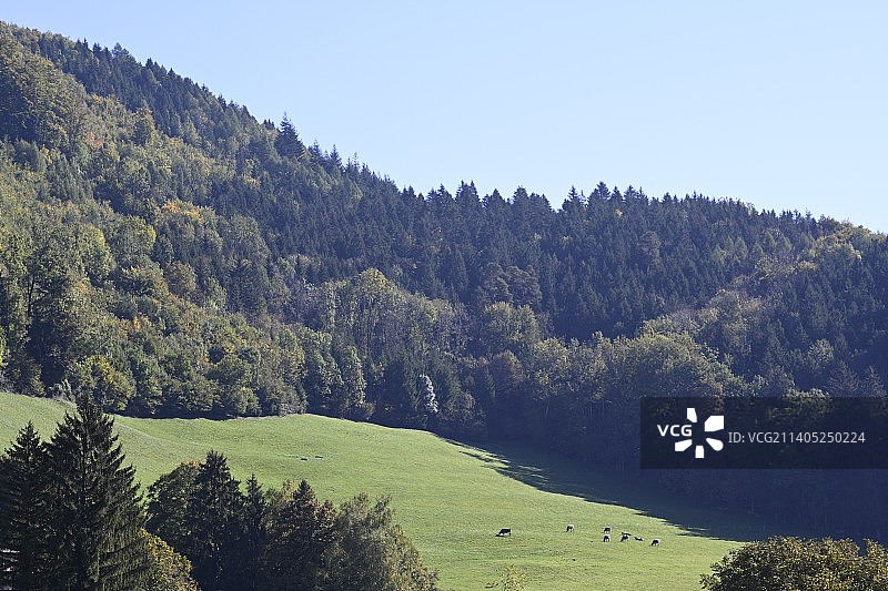 奥地利弗拉尔贝格州，晴空下的树木美景图片素材