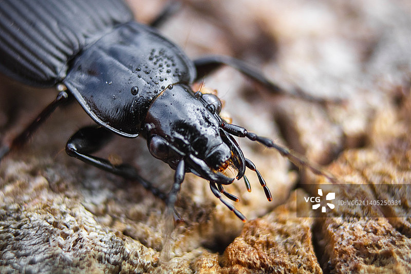 岩石上的昆虫特写图片素材