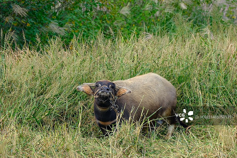 中国犀牛的画像图片素材