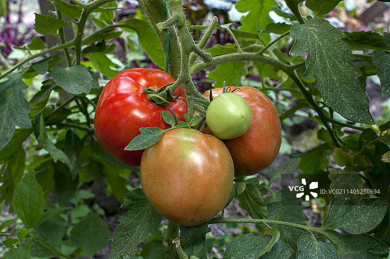 番茄在植株上生长的特写图片素材