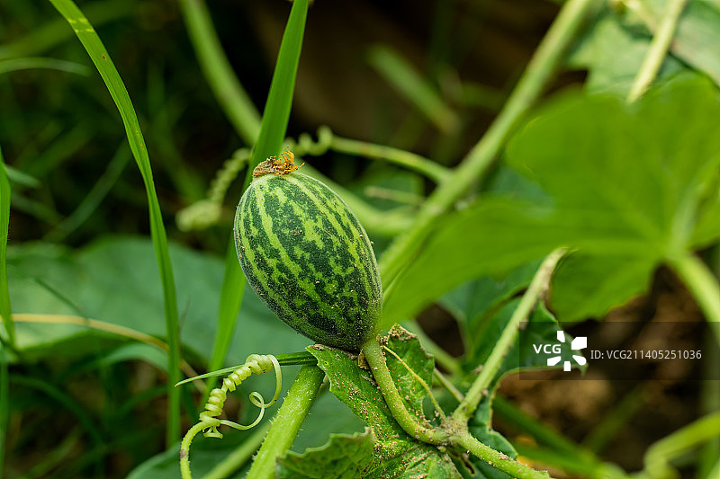野生小西瓜，清甜爽口，低卡路里（孟加拉国）图片素材