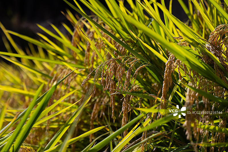 浙闽高山水稻特写图片素材