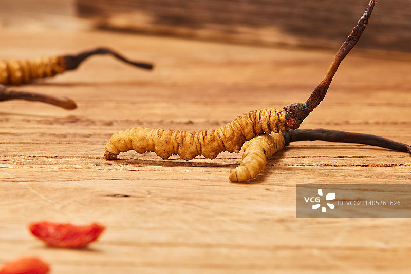 冬虫夏草特写与泡水图片素材