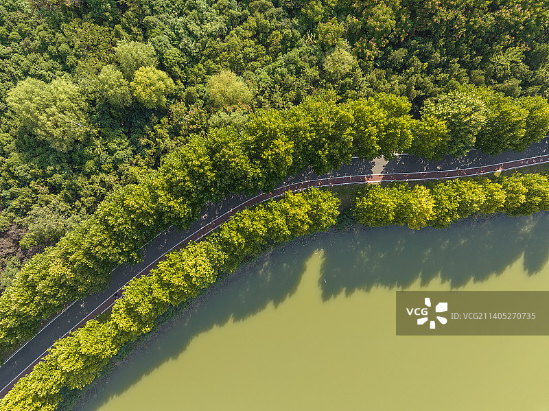 正上方航拍湖边森林中的道路图片素材