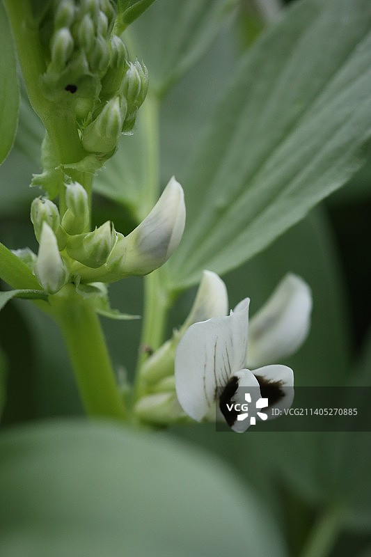 蚕豆的花图片素材