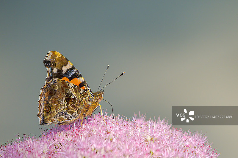 大红蛱蝶-访花图片素材